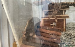 Mouse rodents for sale: Four female mice along with their cage etc. - Image 8