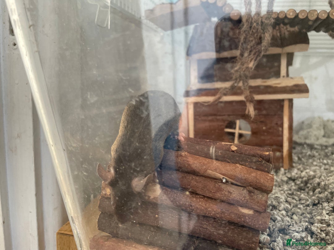Mouse rodents for sale: Four female mice along with their cage etc. - Image 8