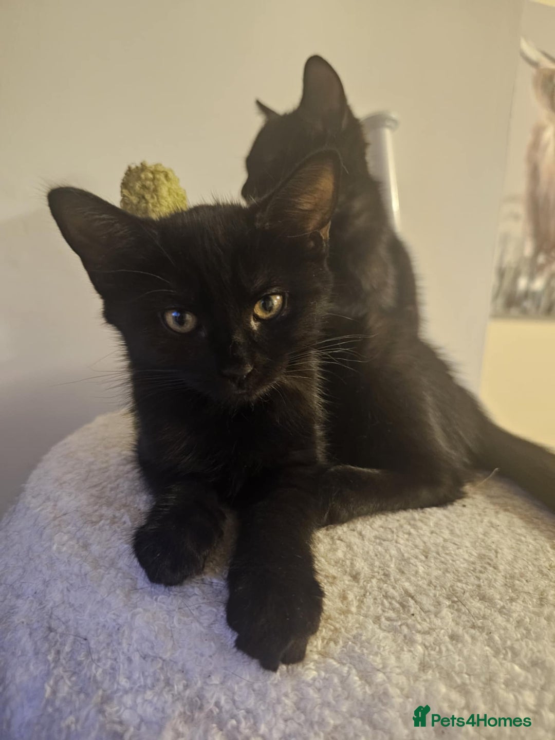 Mixed Breed cats for sale: 1 Black/brown striped Tabby cross Kitten - Image 7