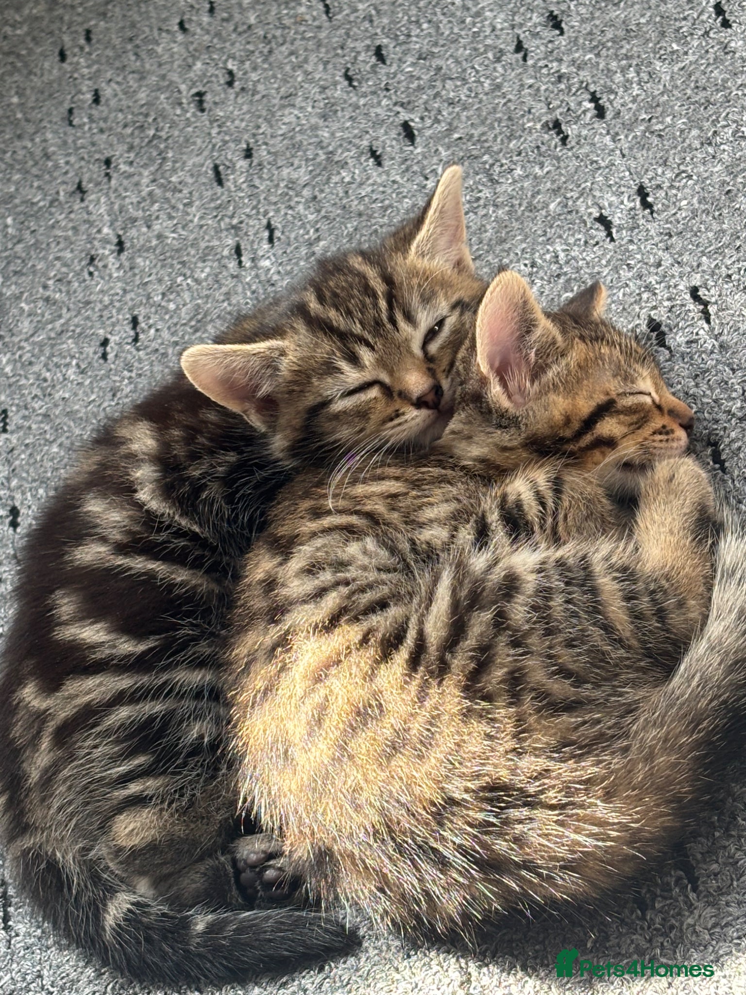 Mixed Breed cats Cute Kittens For Sale 😍 - Advert 2