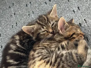 Mixed Breed cats Cute Kittens For Sale 😍 - Advert 2