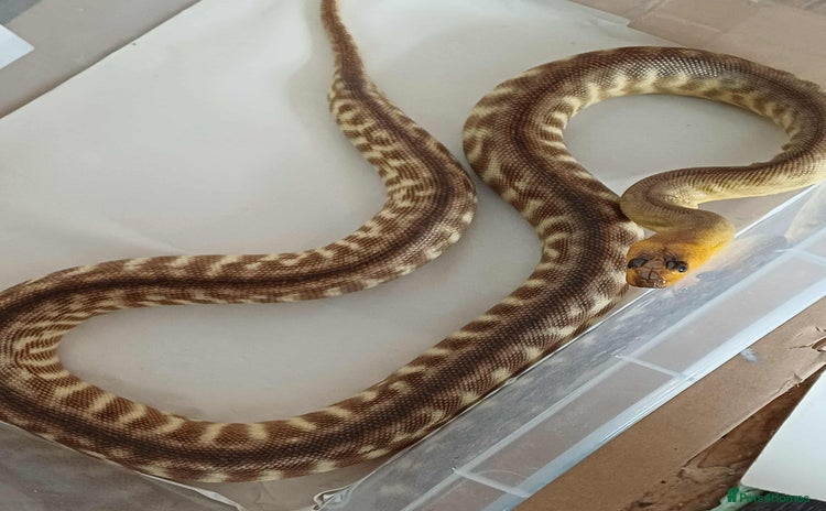 Python Snake reptiles - Advert 1