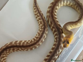 Python Snake reptiles - Advert 16