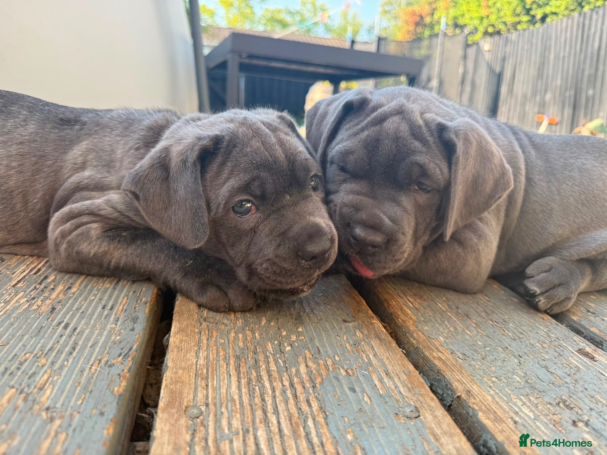 Mixed Breed dogs Blue Mastiff x cane corso with blue eyes  - Advert 7