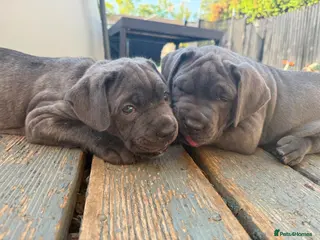 Mixed Breed dogs Blue Mastiff x cane corso with blue eyes - Advert 2