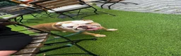 English Bulldog dogs for sale: Ernie  in London - Advert 11