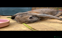 Mixed Breed rabbits for sale: Female rabbit for rehome - Image 3