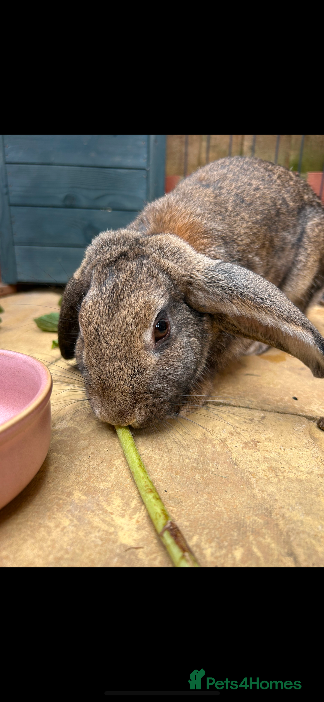 Mixed Breed rabbits for sale: Female rabbit for rehome - Image 3