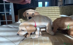Labrador Retriever dogs for sale: Stunning Labrador pedigree puppies  - Advert 9