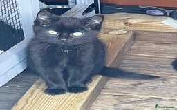 Mixed Breed cats for sale: Ready for forever homes NOW - Image 17