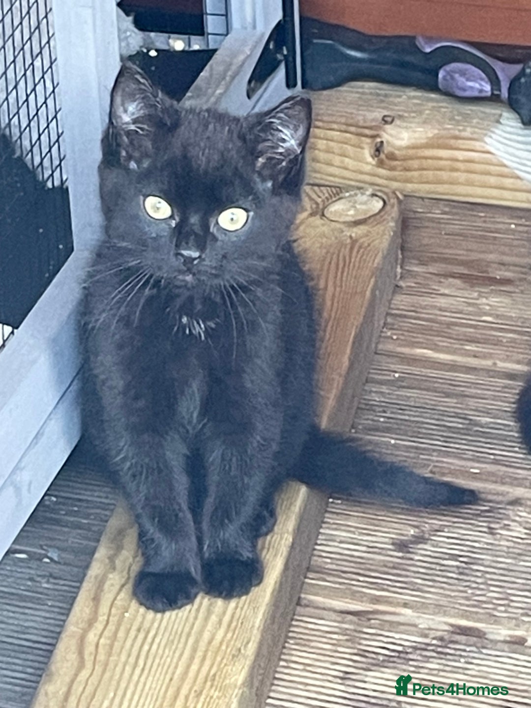 Mixed Breed cats for sale: Ready for forever homes NOW - Image 17