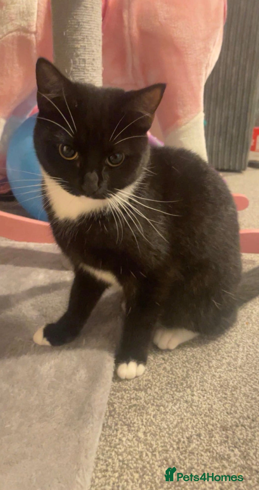 Domestic Shorthair cats Minnie looking for a home  - Advert 13