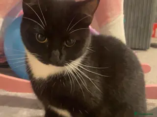 Domestic Shorthair cats Minnie looking for a home - Advert 13