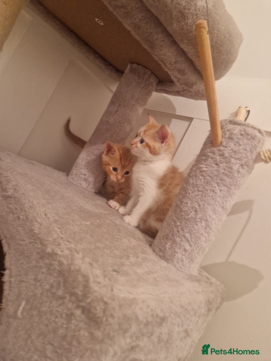 Mixed Breed cats for sale: Mixed Breed - Advert 3