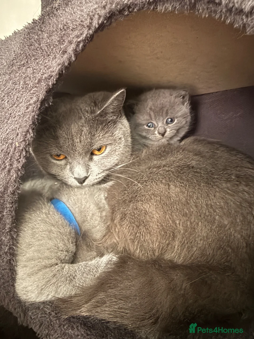 British Shorthair cats for sale: British short hair kitten  - Advert 2