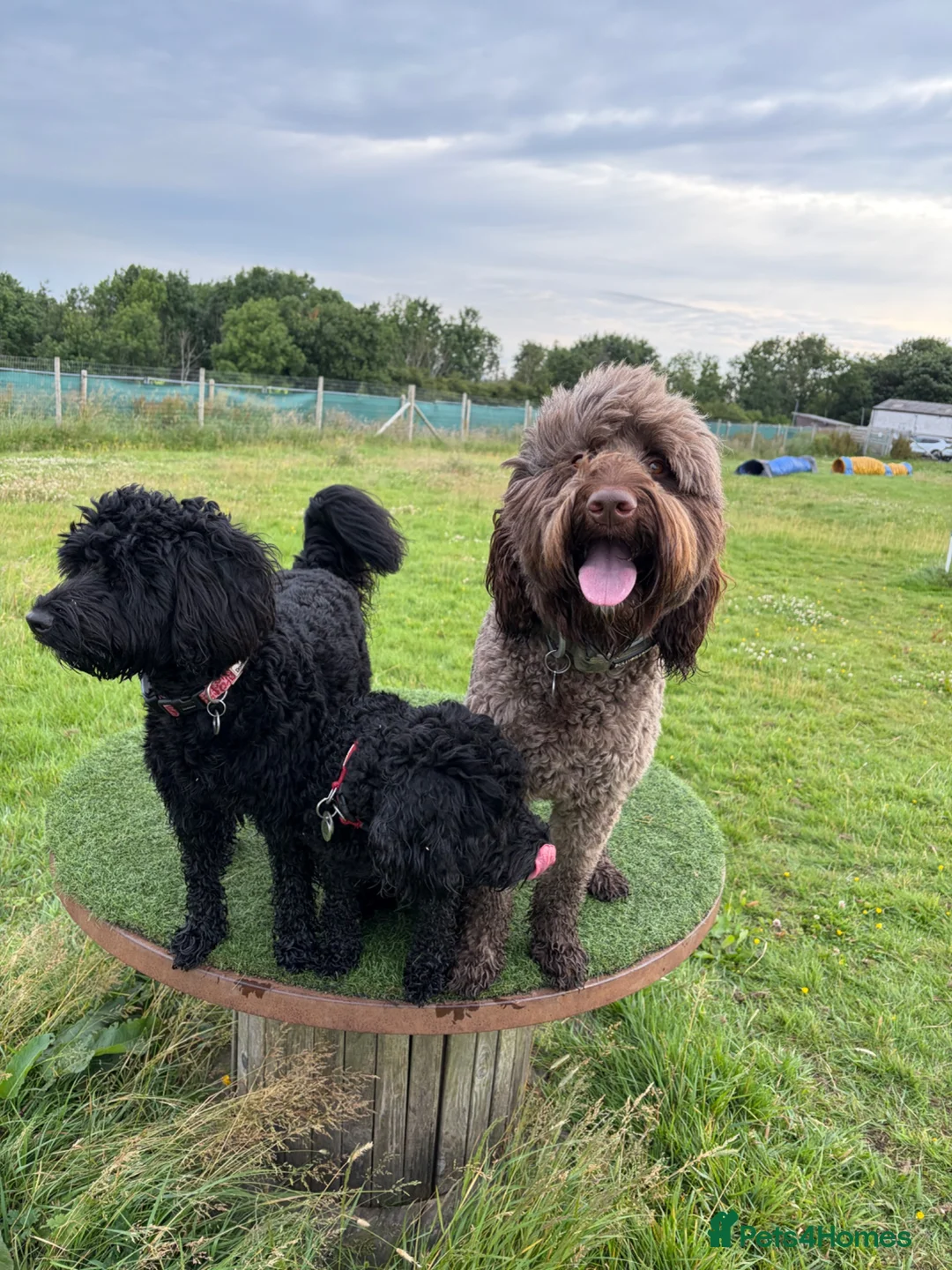 Australian Labradoodle dogs for stud: Douglas MacDoodle - Stud - Advert 2