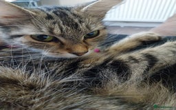 Persian cats for sale: Tabby persain long hair cat - Image 8