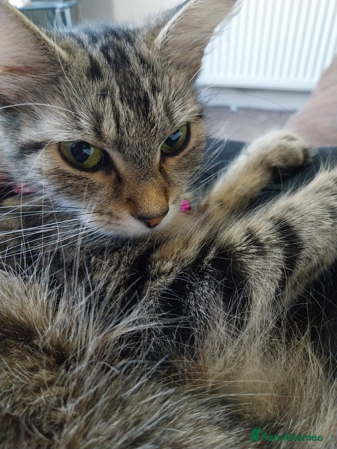 Persian cats for sale: Tabby persain long hair cat - Image 8