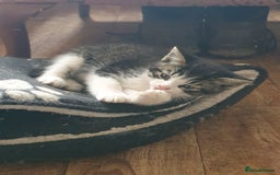 Mixed Breed cats for sale: Adventurous Kittens - Image 5