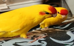 Parakeets birds for sale: Kakariki's x4 handreared kakariki's  - Image 10