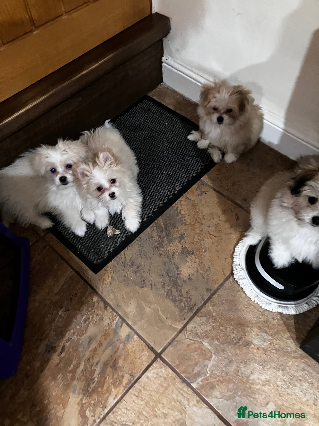 Mixed Breed dogs for sale: Malti-Pom Puppies - £1200 - 3 Left - Advert 1