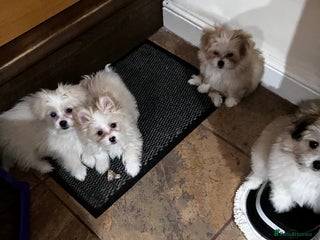 Mixed Breed dogs Malti-Pom Puppies - £1200 - 3 Left - Advert 10