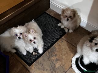Mixed Breed dogs Malti-Pom Puppies - £1200 - 3 Left - Advert 6