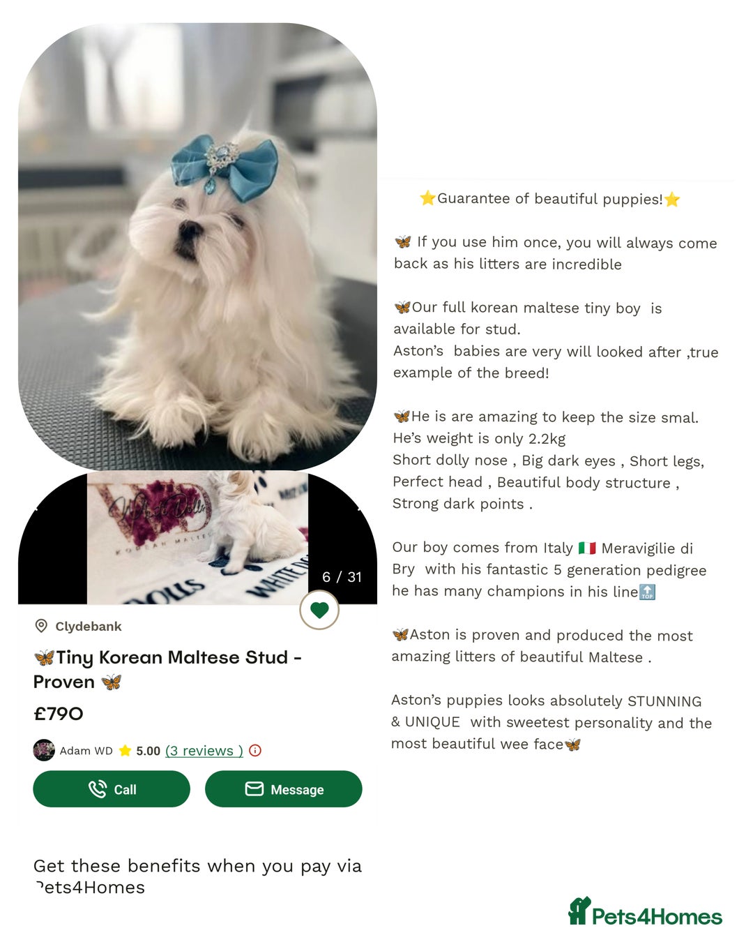 Maltipoo dogs for sale: Quality unique f1 tiny korean maltipoo puppies  - Advert 3