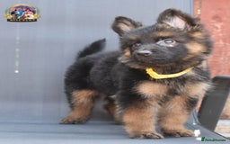 German Shepherd dogs for sale: 🤩💥READY NOW 🤩💥German shepherd puppies  - Image 1