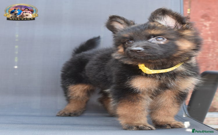 German Shepherd dogs - Advert 13