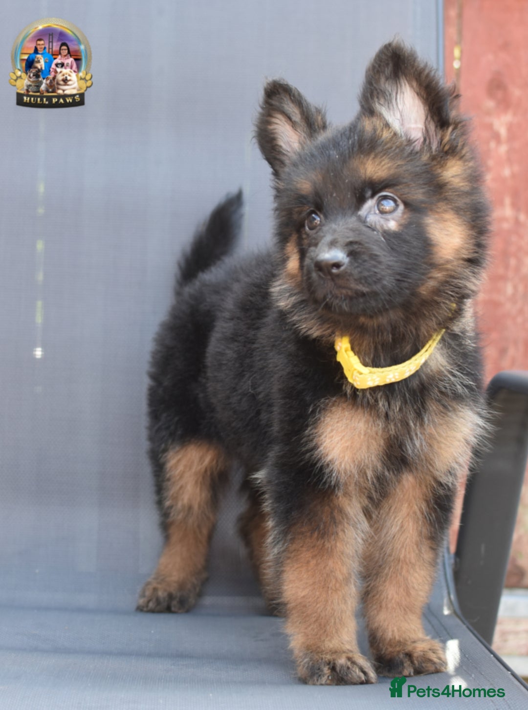German Shepherd dogs for sale: 🤩💥READY NOW 🤩💥German shepherd puppies  - Image 1