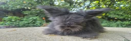 Angora rabbits for sale: 🌟STUNNING ANGORA BABIES- maxi full face 🌟 - Advert 9