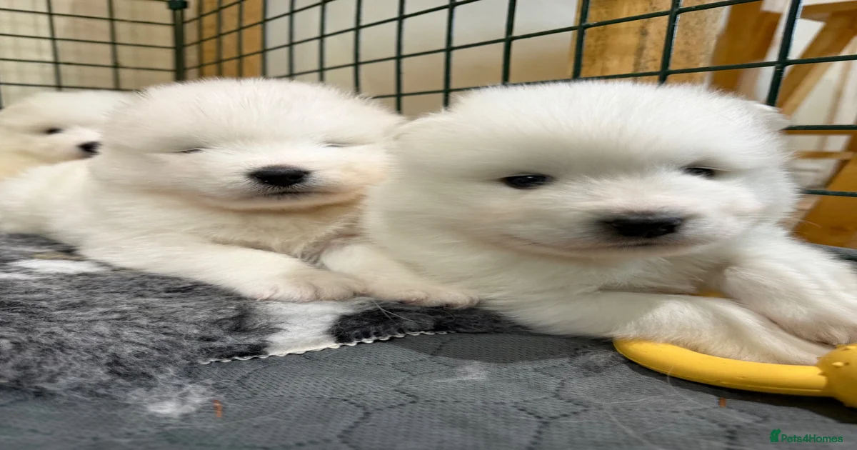 Samoyed Puppies for sale in Stockport, Greater Manchester | Pets4Homes