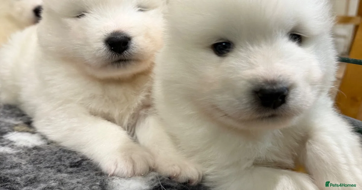 Samoyed Types Samoyed Puppies for sale in Stockport, Greater Manchester | Pets4Homes