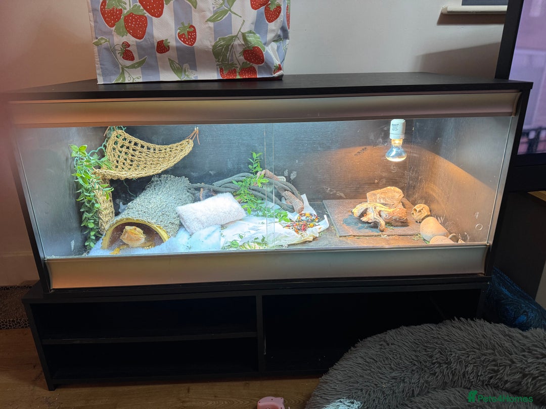 Bearded Dragon reptiles for sale: Winston the bearded dragon - Advert 7