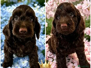 Cockapoo dogs DNA CLEAR, Stunning Cockapoos Ready 5th September - Advert 2