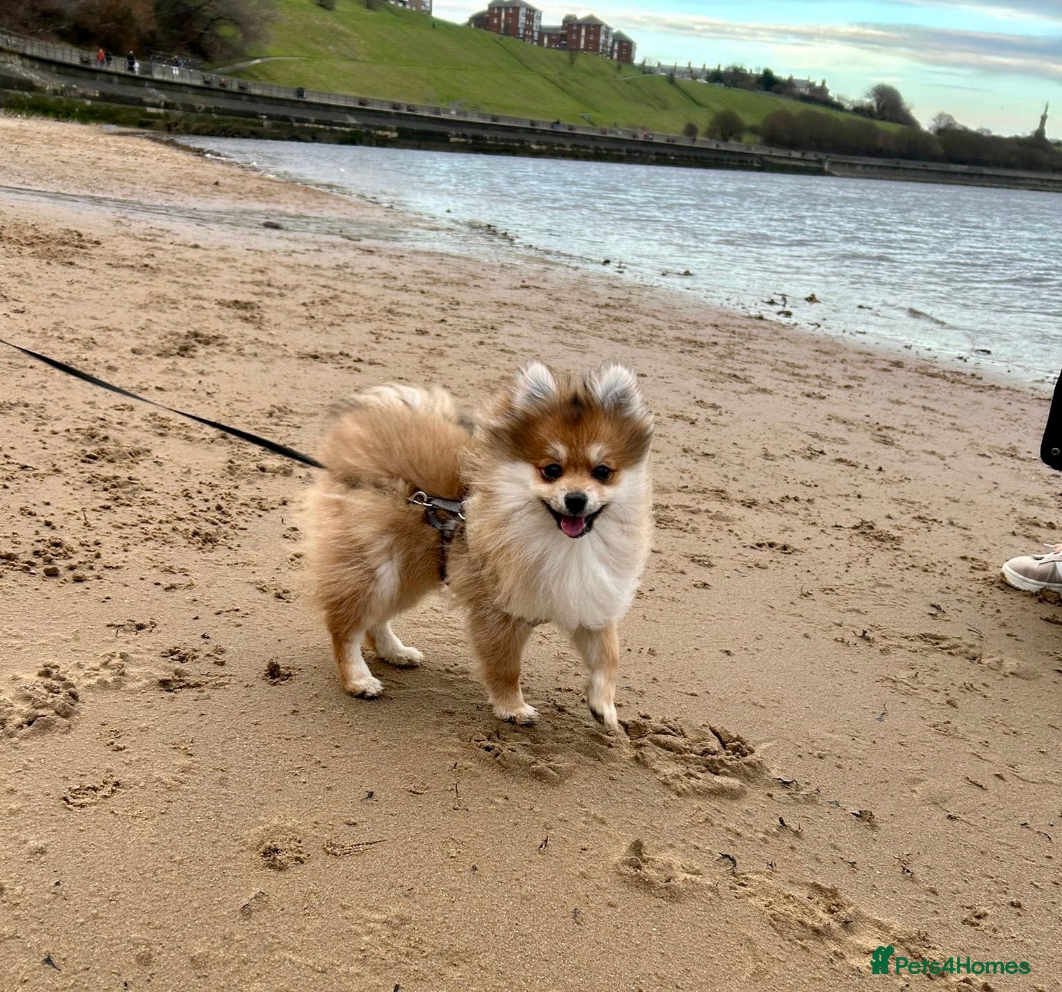 Pomeranian dogs Pomeranian girl 5 month old in Wallsend - Advert 1