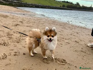 Pomeranian dogs Pomeranian girl 5 month old in Wallsend - Advert 1