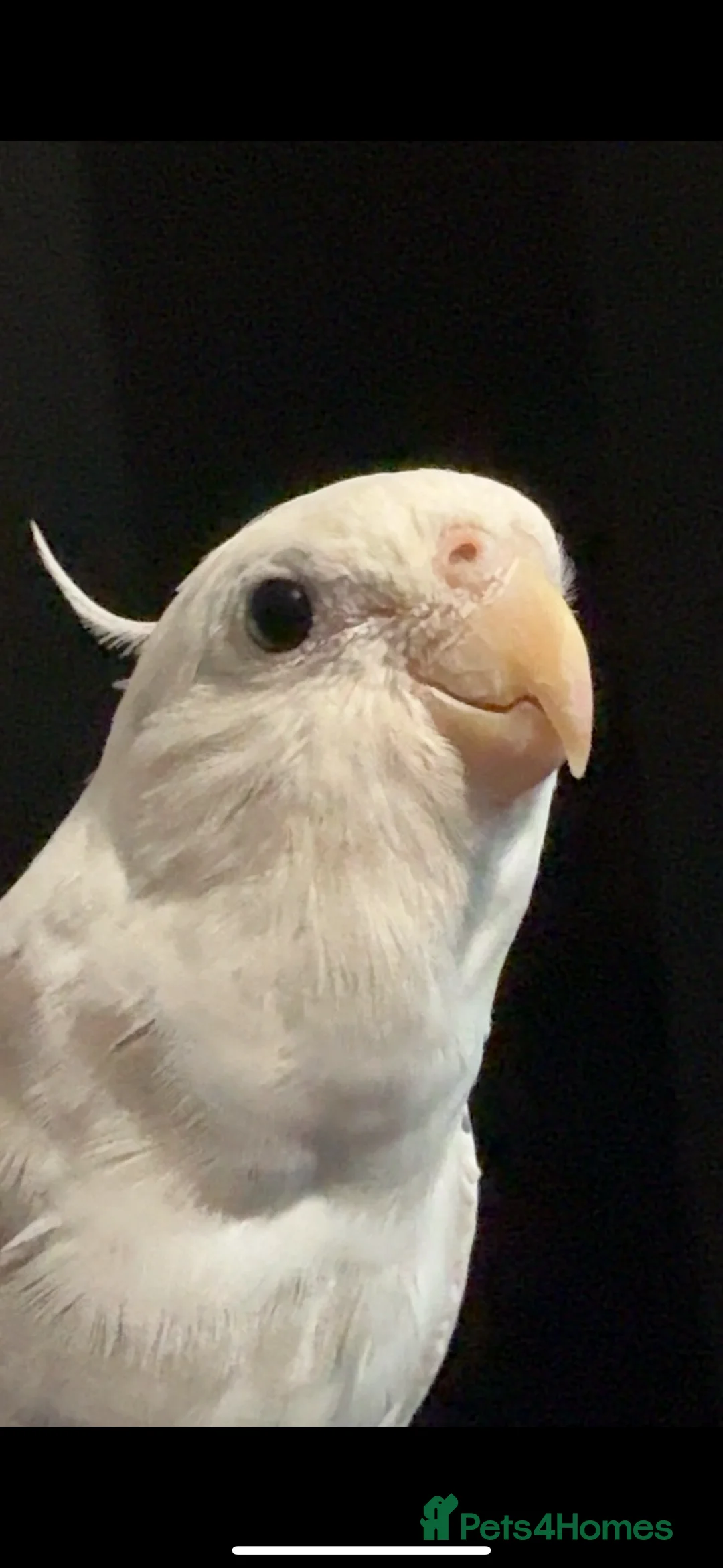 Cockatiels birds for sale: Hand-reared Silly Male Cockatiel Needing Rehoming in Rotherham - Advert 5