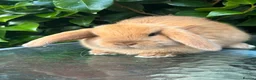 Mini Lop rabbits for sale: Mini lop, holland lop, netherland dwarf - Advert 6