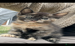 Maine Coon cats for sale: 3/4 mainecoon kittens polydactyl  - Image 2