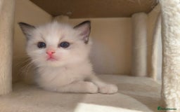 Ragdoll cats for sale: Pure Ragdoll kitten for sale  - Image 10