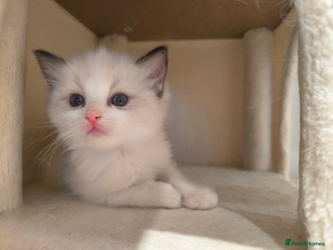 Ragdoll cats for sale: Pure Ragdoll kitten for sale  - Image 10
