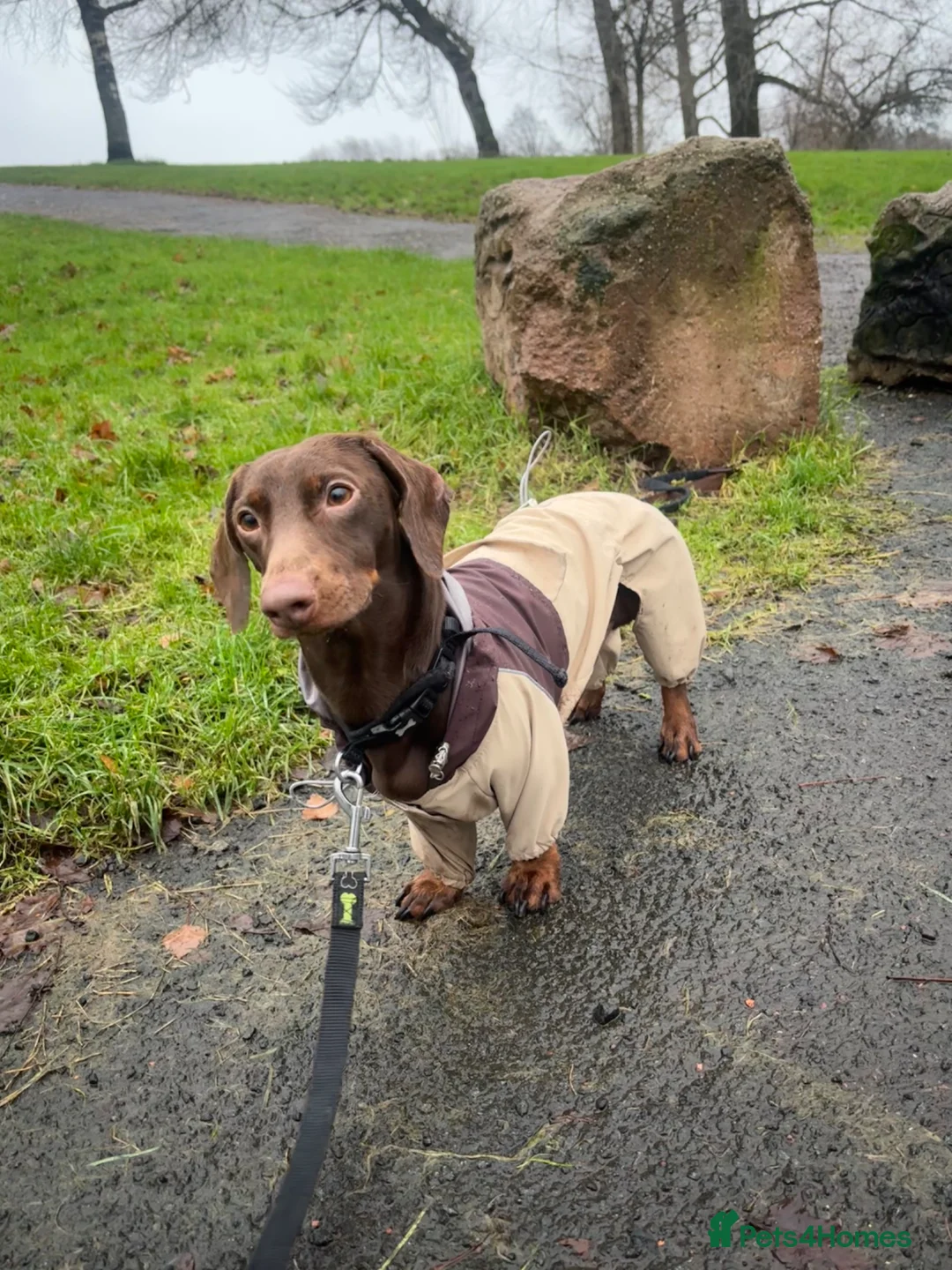 Miniature Dachshund dogs for sale: Ralph - Miniature Dachshund - Advert 1