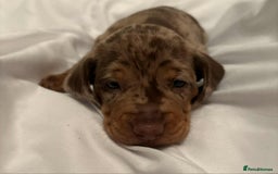 Dachshund dogs for sale: Standard Dachshund Puppies  - Image 21