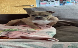 Mixed Breed dogs for sale: Pocket bully - Image 1