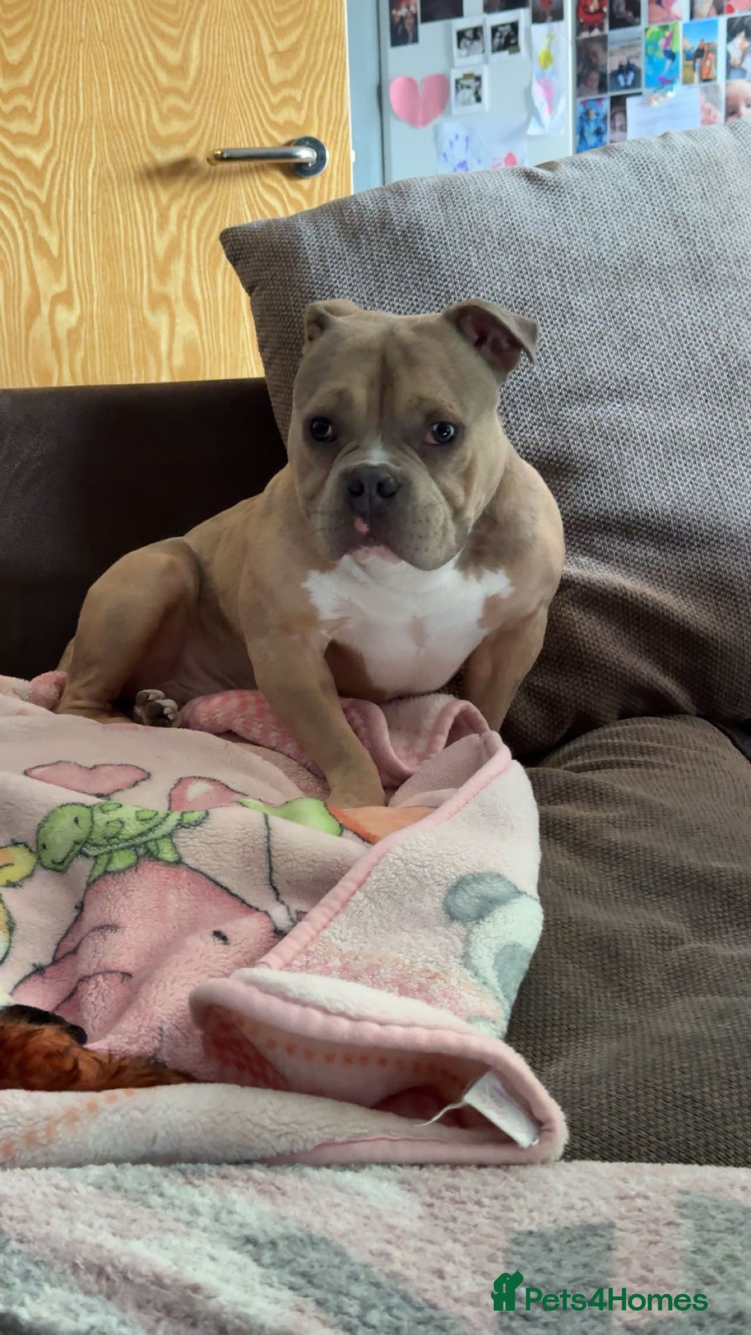 Mixed Breed dogs for sale: Pocket bully - Image 1