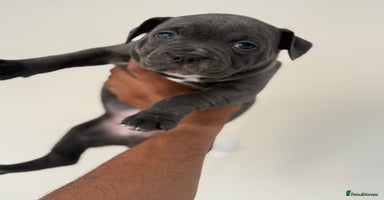 Staffordshire Bull Terrier dogs - Advert 1