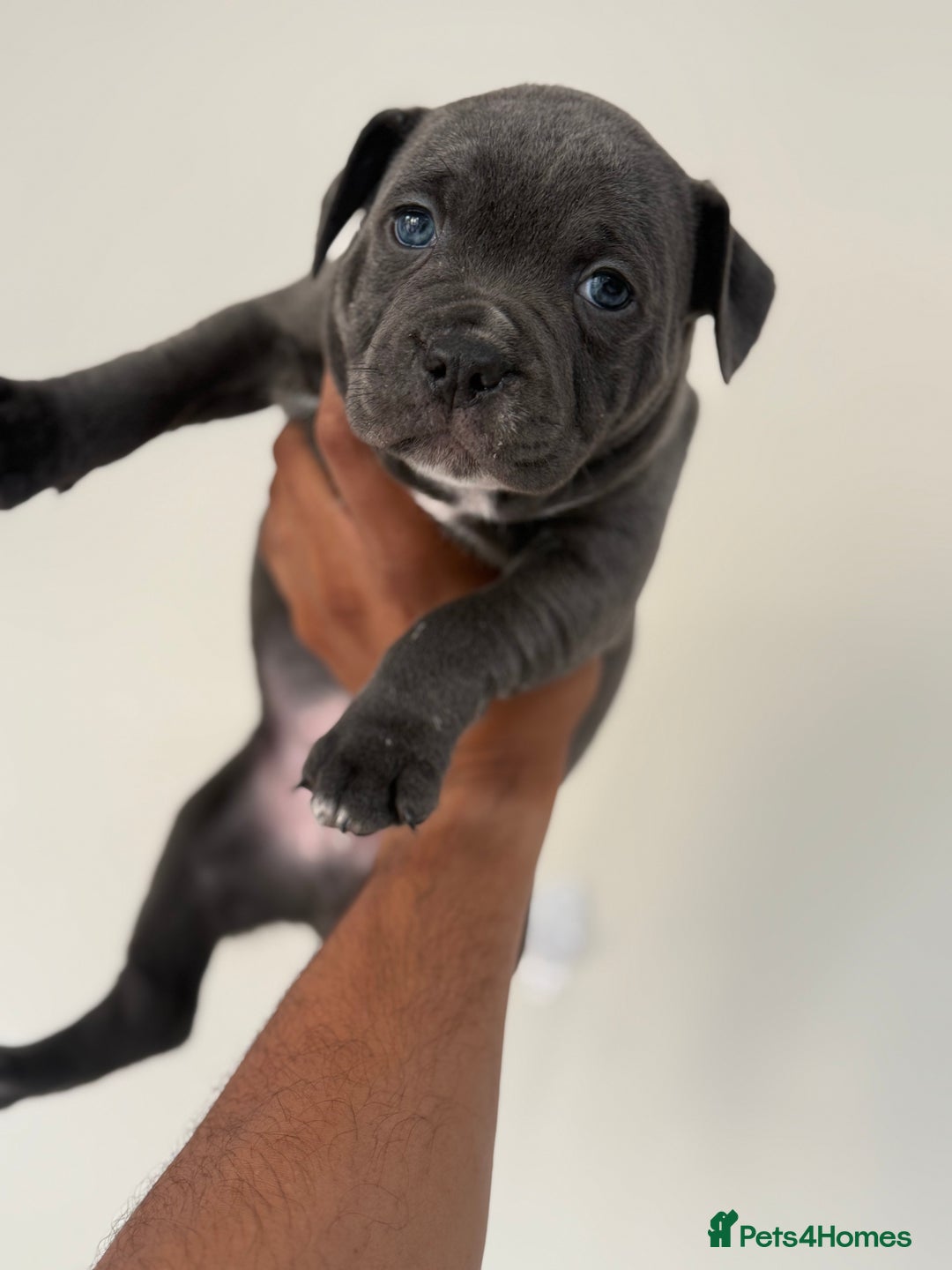 Staffordshire Bull Terrier dogs for sale: Pick of the litter pup available! Ch Bloodline - Image 4