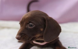Dachshund dogs for sale: Miniature dachshund  - Image 11